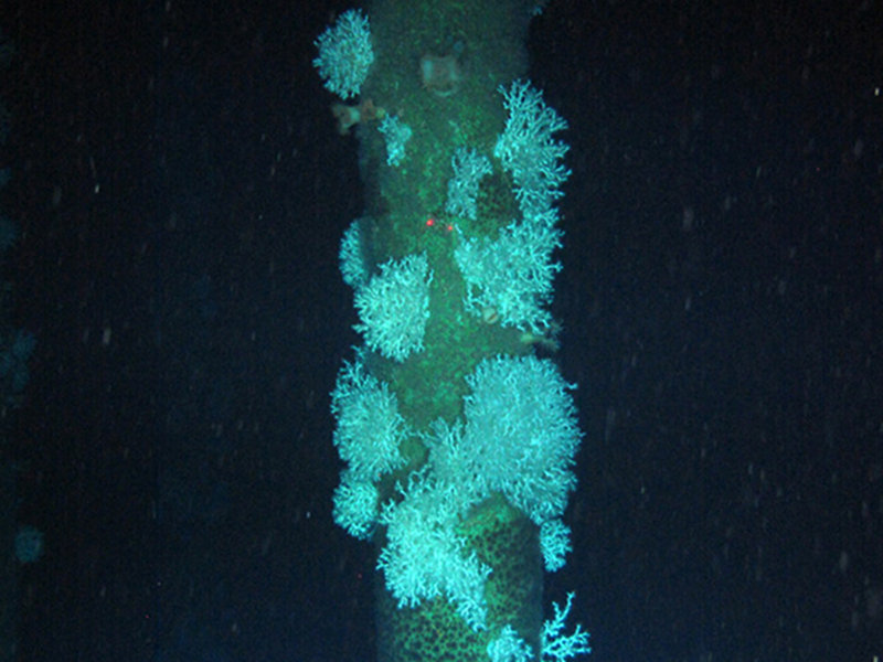 Lophelia pertusa thickets discovered growing on an oil platform during this cruise.