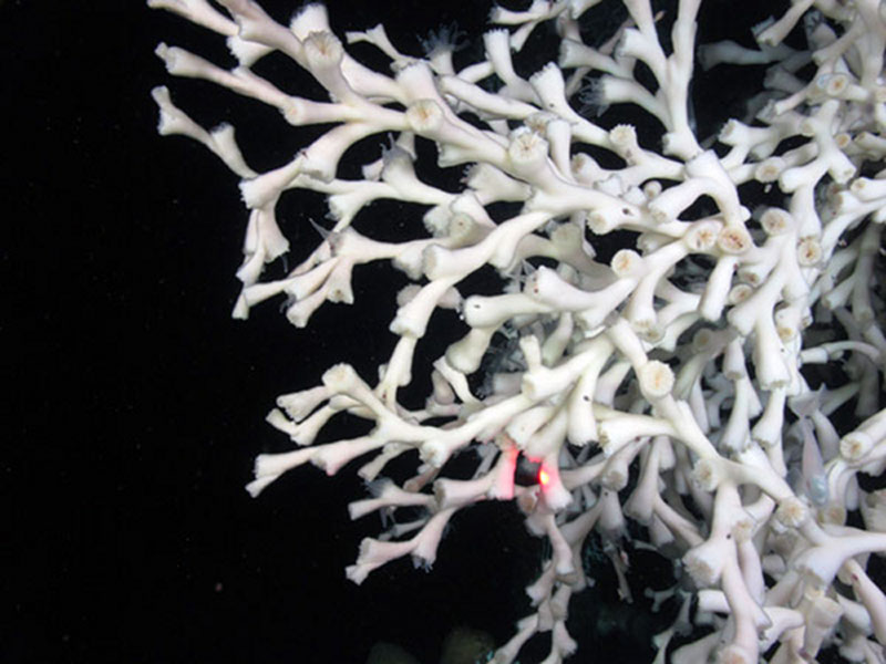 During the Lophelia II 2012 expedition, Jay guiding the scientists in the search for deepwater corals on oil and gas platforms, such as this Lophelia imaged on the Zinc subsea installation in the Gulf of Mexico.