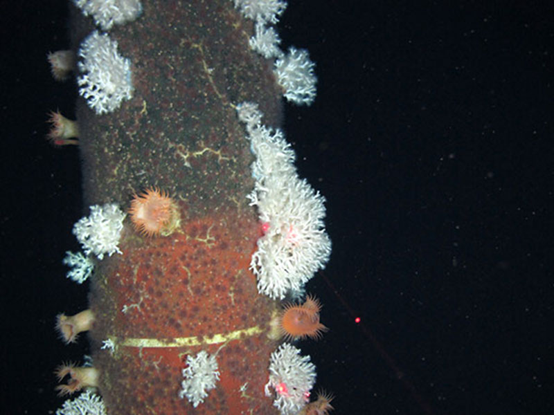 Tendon at Ram Powell platform showing numerous Lophelia pertusa colonies and flytrap anemones.