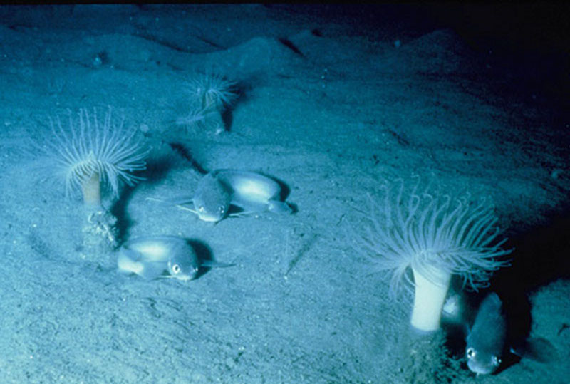 Cerianthid anemones and codlings.