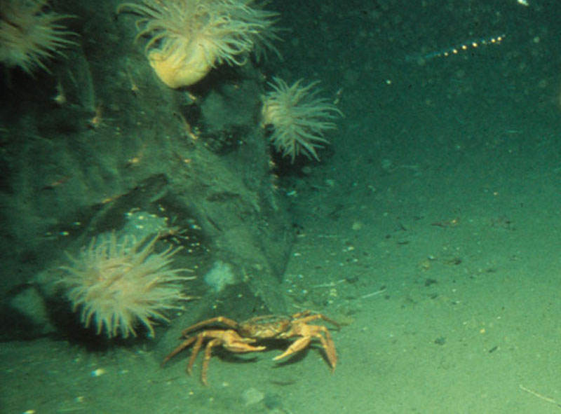 The Science of Mid-Atlantic Deepwater Canyons