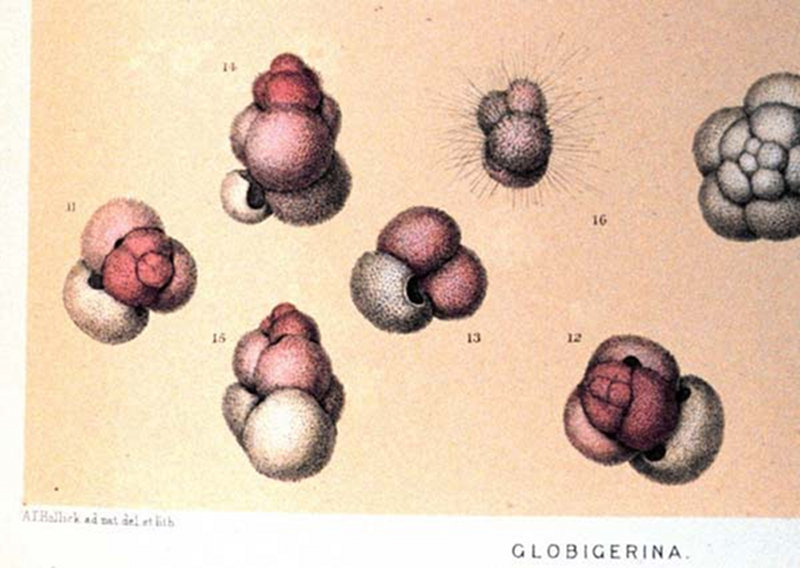 Speciments of Globigerina. 