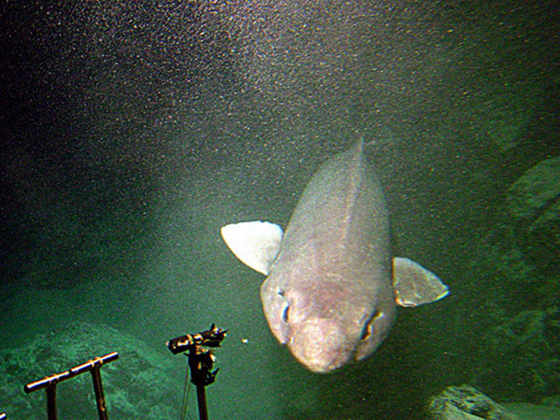 This 3-m-long false cat shark (Pseudotriakis acrages) was observed in Nihoa Canyon at 1,200 m depth.