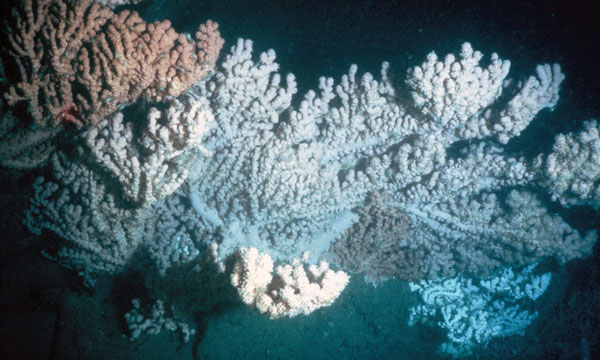 Large colonies of the gorgonian Paragorgia, commonly called the ‘bubblegum coral’ on the wall of Baltimore canyon. These colonies may be white, pink, red or purple and can be over 1 m tall. 