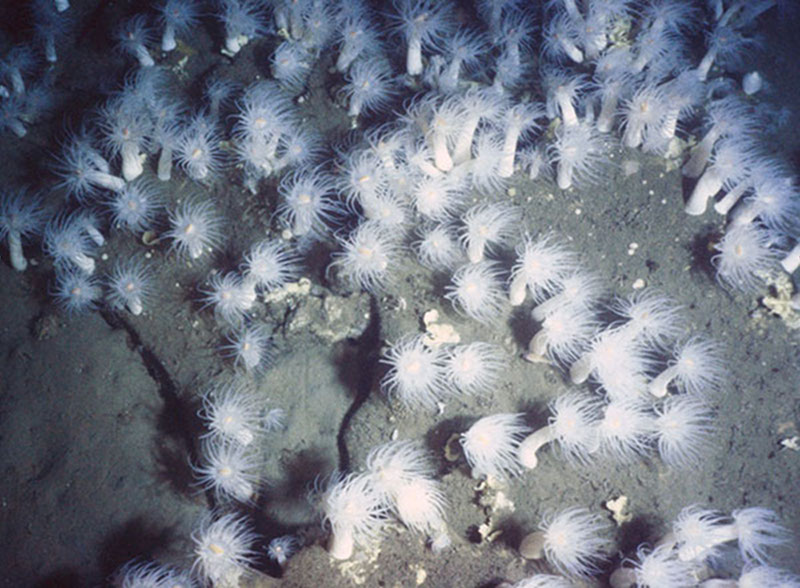 Fields of white anemones are often seen on low relief rocky pavements in Baltimore and Norfolk canyon