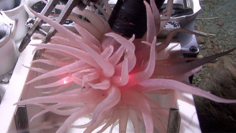 The anemone is gently retrieved using the Kraken II’s manipulator for collection. Once collected, the specimen is placed in a remotely controlled drawer. Four cameras on the Kraken II show different views. One is specifically set to monitor the collection activity.