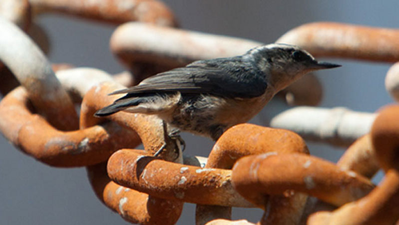 The Red-breasted Nuthatch primarily found in conifer forests, have a wide range in the U.S.