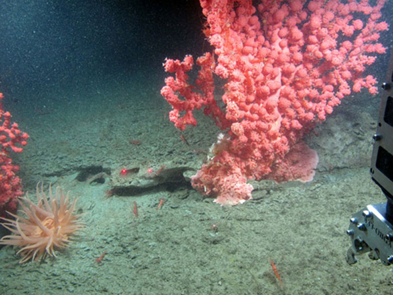 Bubblegum coral, an anemone (lower left), and several small red shrimp on a muddy ridge in Baltimore Canyon.