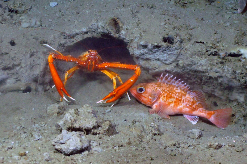 A squat lobster and small Black belly rosefish huddle near a den on a small ledge in Baltimore Canyon.