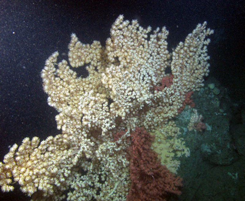 A large white colony of bubblegum coral (Paragorgia arborea) perched on top of a rocky ledge near the mouth of Baltimore Canyon. The dark pink variety is also visible among the branches of the larger white colony.