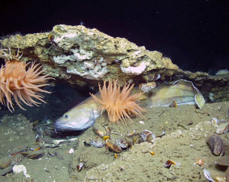 Figure 1: A large fish called a Cusk sheltering under a rocky ledge, surrounded by live seep mussels.