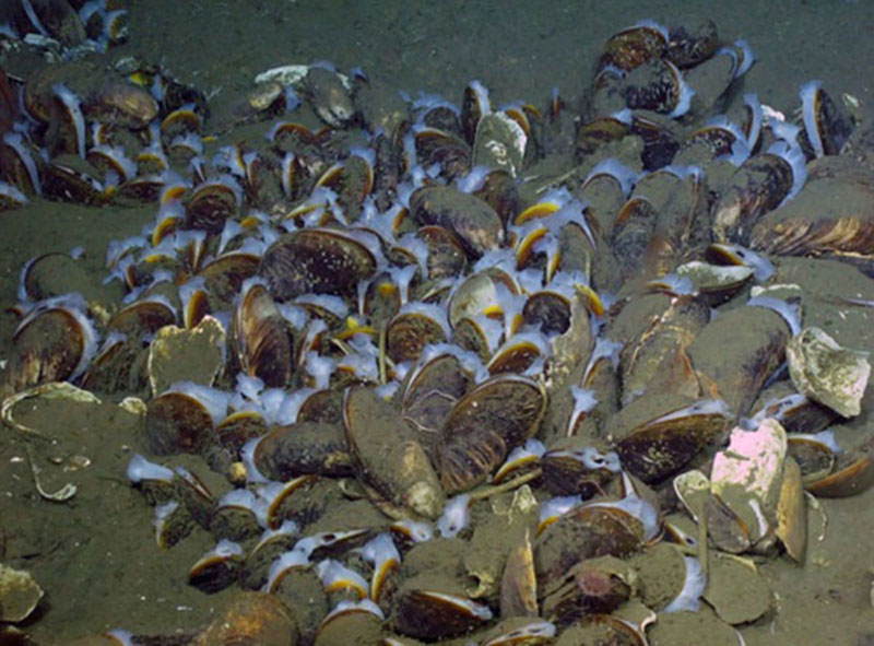 Figure 4: A patch of live mussels, their bright white siphons clearly visible against their dark shells.