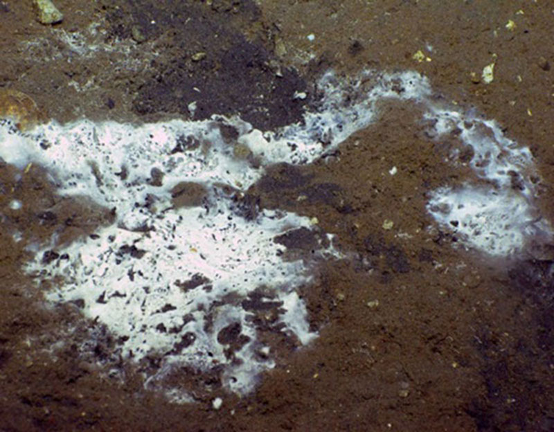 Figure 2: White bacterial mats indicate seep activity.
