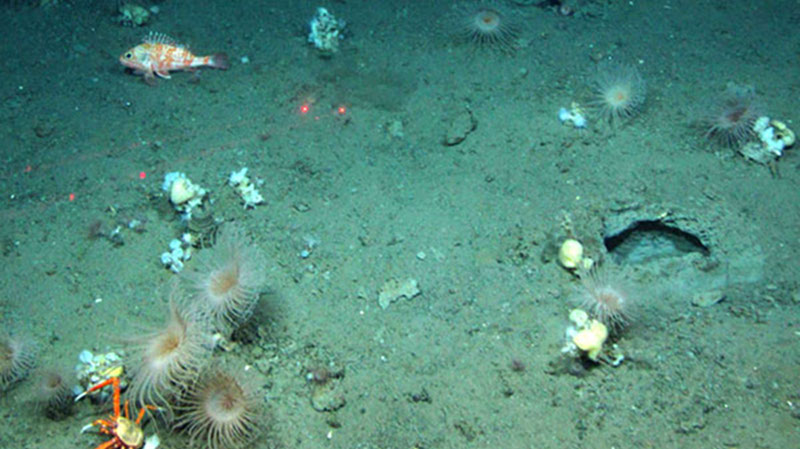 A blackbelly rosefish perches in a field of anemones and sponges at about 350 m depth in Baltimore Canyon.
