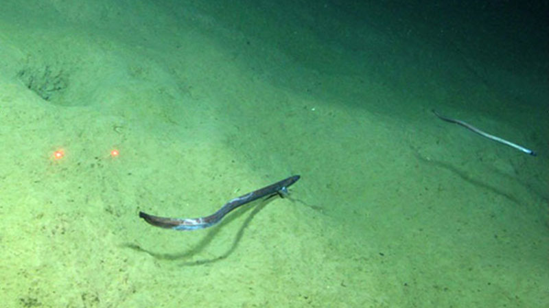 Cutthroat eels at about 800 m cruise along the soft sandy bottom.