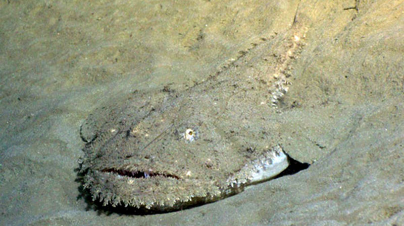 A goosefish is well camouflaged in any habitat.