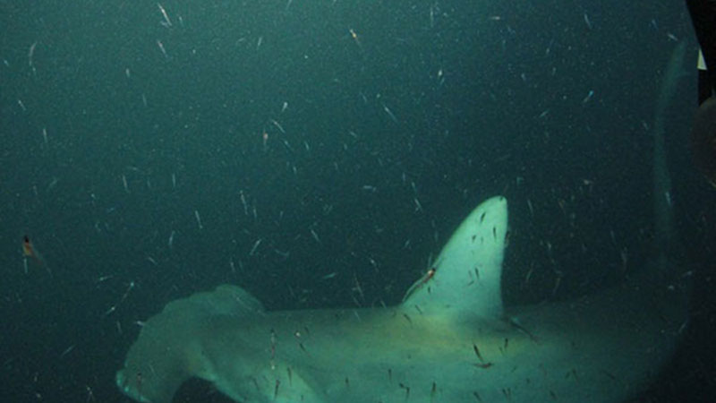 We only had a passing view of this large hammerhead shark as it cruised by the bow of the ROV.