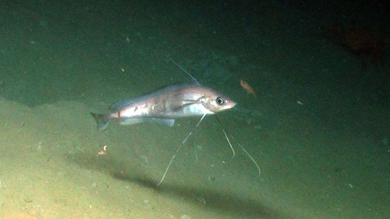 Longfin hake are equally adapted to swim along the open soft substrate.