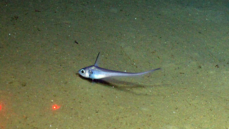 The rattail, Nezumia sp. is a common fish at most depths.