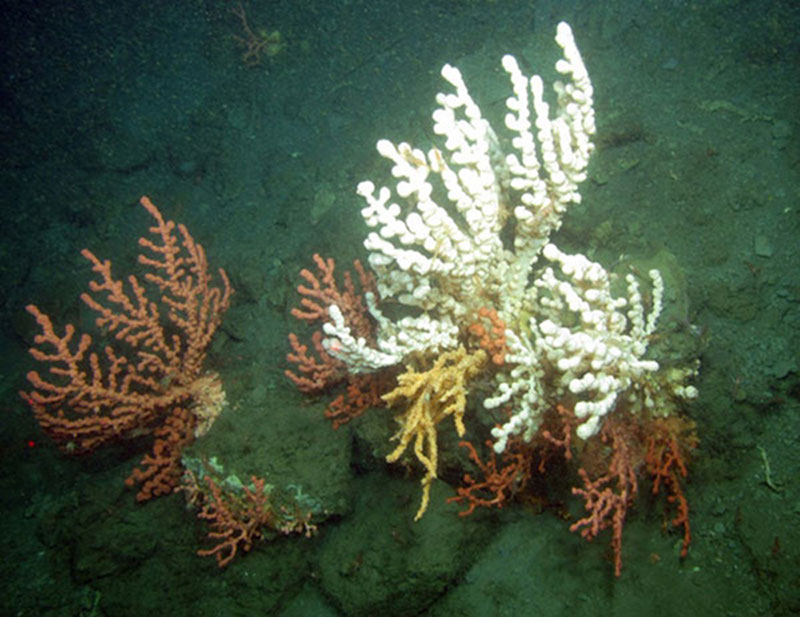 Bubblegum coral displays many colors.