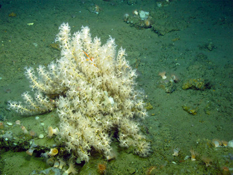 A colony of Anthothela coral in the Baltimore Canyon at a depth of approximately 600 meters. 