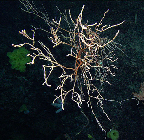 A large colony of the bamboo coral Eknomisis dalioi at 1916 meters depth reaches out from Rehoboth Seamount. 