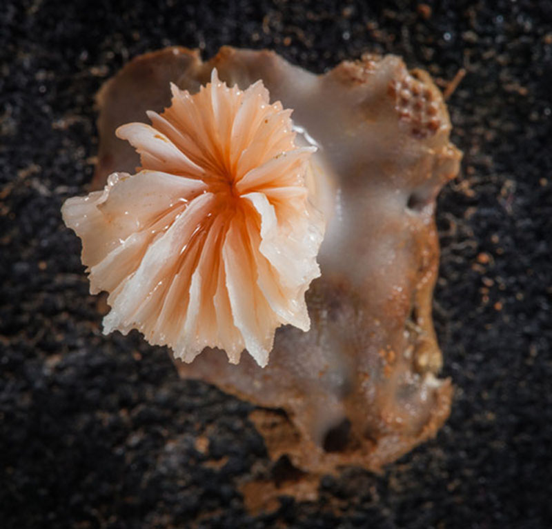 This small solitary coral, just a centimeter across, will grow and potentially form clusters of large individuals.