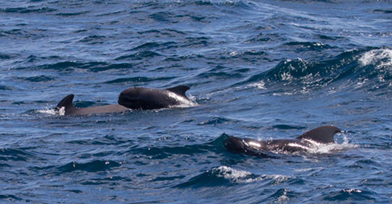 Pilot whales surround the Nancy Foster on almost every day, especially when the weather is calm.