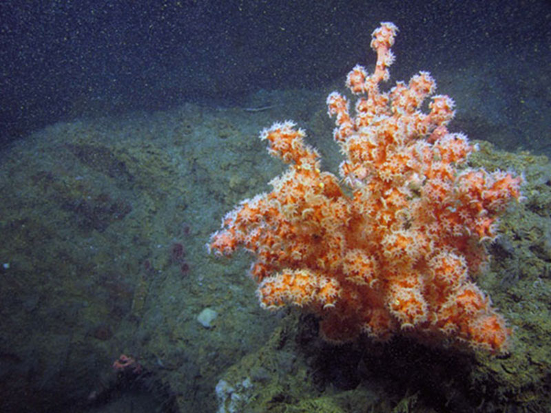 A small bubblegum coral in Norfolk Canyon compared with a very large bubblegum tree (at right) found further up the canyon.