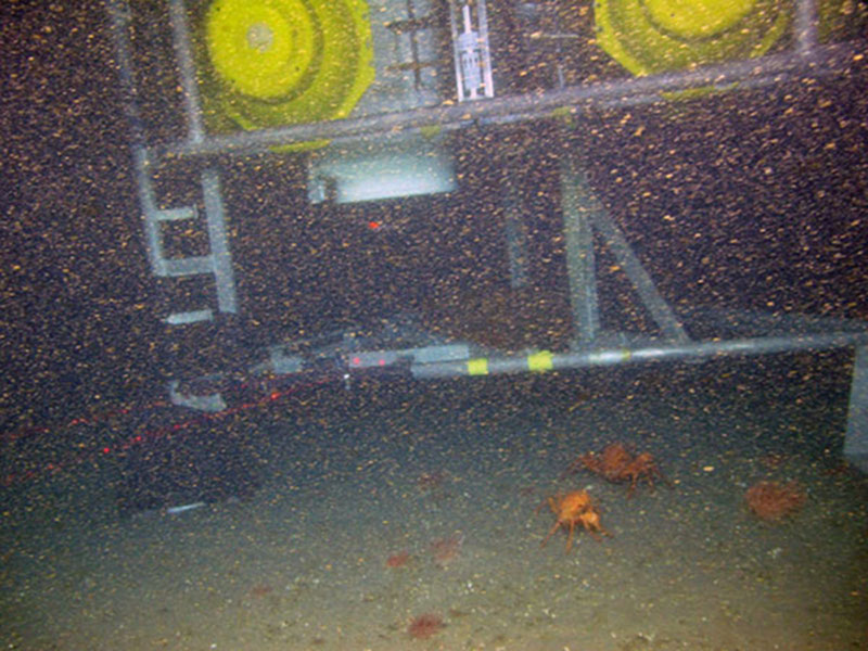 The Dutch benthic lander safely on the bottom in about 600 meters in Norfolk Canyon. Note the high density of particles in the water.