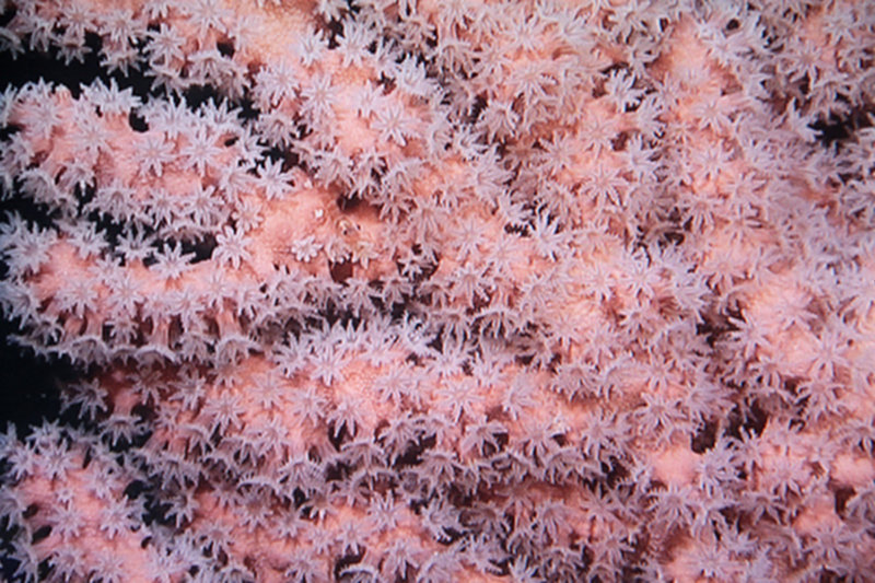 Closeup view of Paragorgia arborea (bubblegum coral).