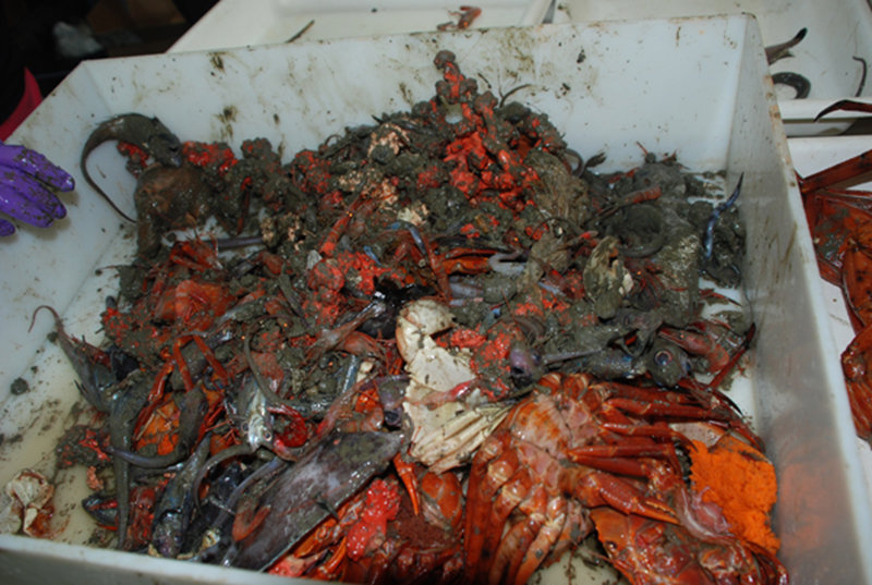 Contents of the trawl are dumped into large trays and include a wide range of animals.
