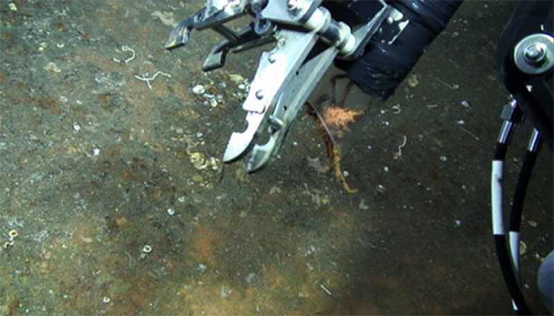 Operators of the Kraken II use the mechanical tools to collect samples, like this spider crab, near the shipwrecks for further study. 