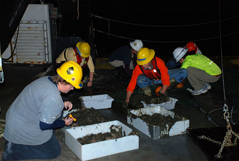 Science crew sorting the trawl catch. This very successful catch, which came in around 2 AM was not completely sorted and processed by 9:30 AM