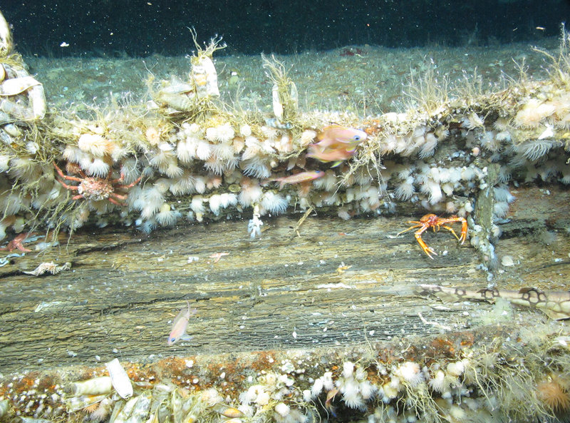 Typical inhabitants found on these shipwrecks. Shipwrecks serve as artificial reefs, hosting a wide variety of fauna including anemones, hydroids (thin yellow strands in this photo), spider crabs, and fish.