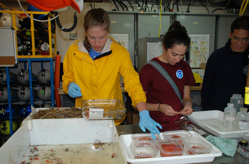 Kirstin Meyer and Megan Chesser sort and prepare specimens collected with the otter trawl while ENS Rick DeTriquet observes.