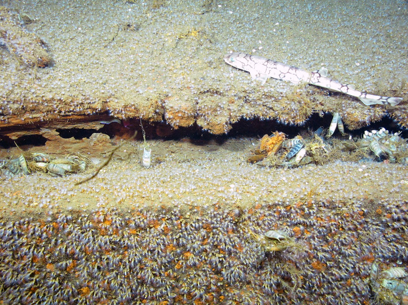 Chain dogfish shark and their egg casings are commonly found on the shipwrecks documented on the third leg of this mission. As seen in this picture, small, white, zoanthid anemones are also common and can cover much of the surface of a shipwreck.