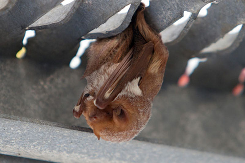 This little red bat may have accidentally hitched a ride, but he should be able to get a good meal of insects around the boat lights at night.