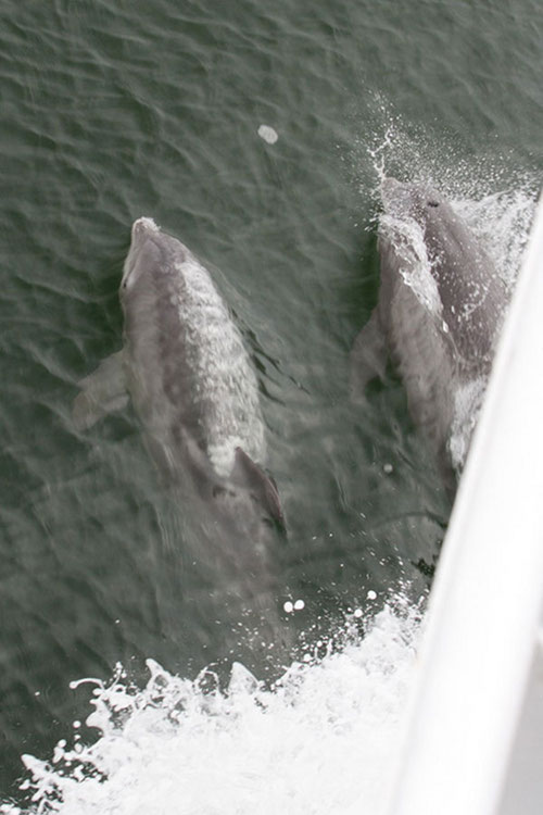 Bottlenose dolphins dance and play in the bow waves of the Nancy Foster while she is underway.