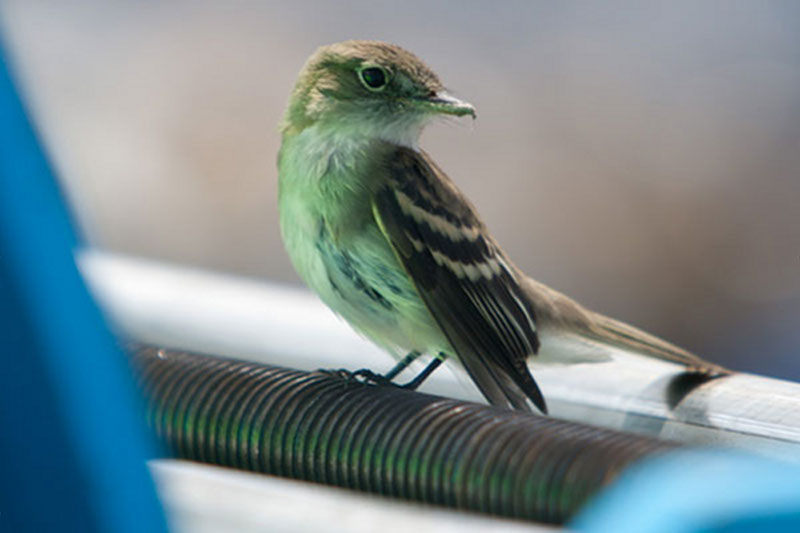 An Acadian Flycatcher alights. This ship, 60 miles offshore, is a far cry from it natural habitat of beech, maple and hemlock forests of the eastern U.S.