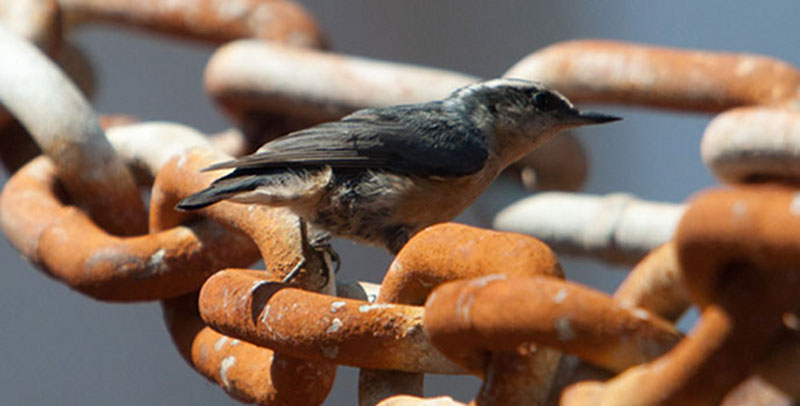 The Red-breasted Nuthatch primarily found in conifer forests, have a wide range in the U.S. Dining on seeds and insects in the bark, they are also known to hoard extra food.