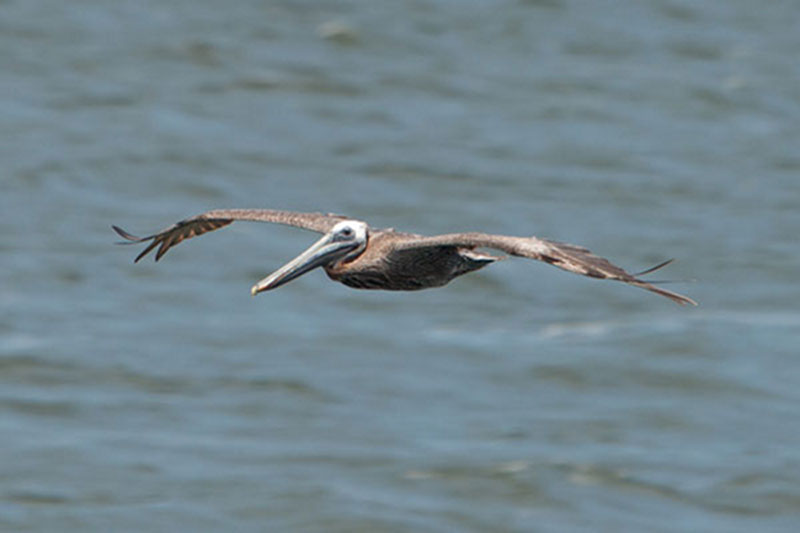 This brown pelican seems a bit far from home, but a species that isn’t too surprising to see offshore.