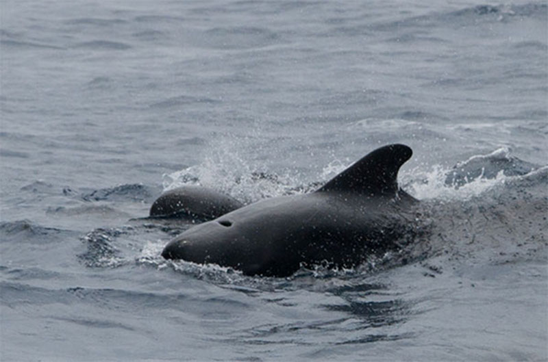 Visitors such as these pilot whales are delightful, but not unexpected.
