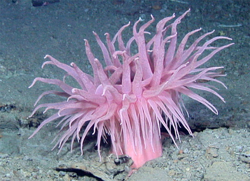 As a scientist on a research cruise, you do not always find what you are looking for. To accomplish the research goals put forth for this scientific mission (population gene flow) we had to change our target species. Due to an abundance of anemones in these canyons, and the lack of bamboo coral, we chose to collect and study them for this mission.