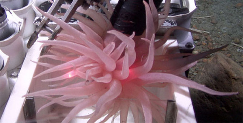 The anemone is gently retrieved using the Kraken II’s manipulator for collection.