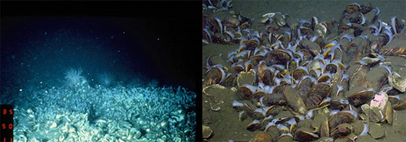 Deepwater Mid-Atlantic Canyons: Past, Present, and Future Perspectives