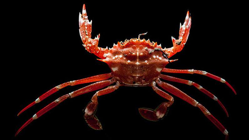 A crab collected during an evening trawl is photographed on a black background to help with identification and scale measurements.