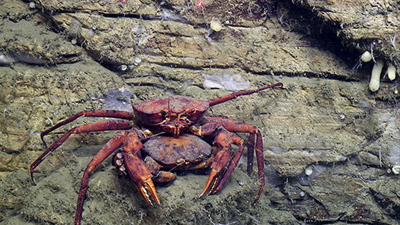 A pair of mating deep-sea red crabs rests on a ledge of the canyon wall.
