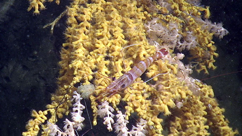 A shrimp rests next to an egg mass that has been deposited on the coral branch. The yellow colony is a zoonthid that is overgrowing the white octocoral colony.