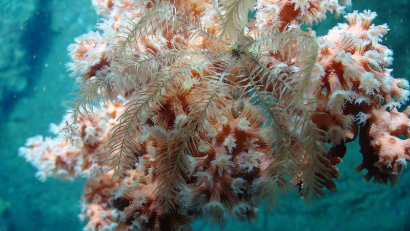 Close-up of a crinoid attached to bubblegum coral (Paragorgia). The coral’s polyps are extended in feeding position. Both animals capture small organisms and organic matter in the water column as it drifts by.